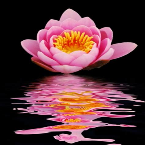 Lotus Flower Live Wallpaper Appstore For Android