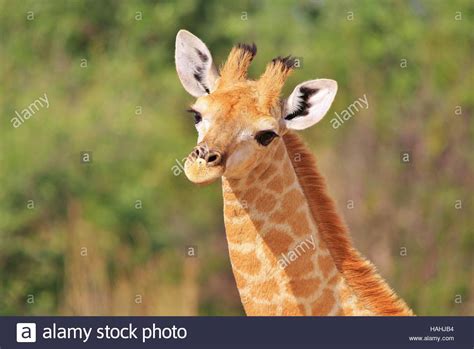 Giraffe African Wildlife Background Baby Animals Cute