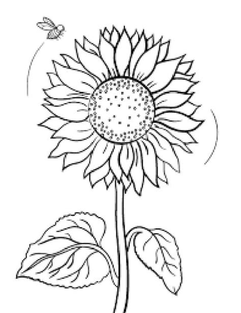Sketsa Bunga Matahari Untuk Kolase
