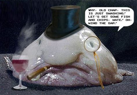 Blobfish, Fish, Cute animals