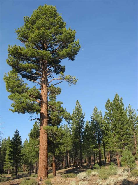 29 Different Types Of Pine Trees In California Northern And Southern