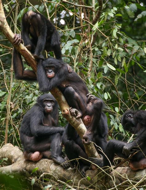 Female Bonobos At Wamba Democ IMAGE EurekAlert Science News Releases