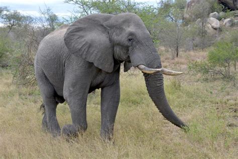 African Forest Elephant Now Critically Endangered African News Agency