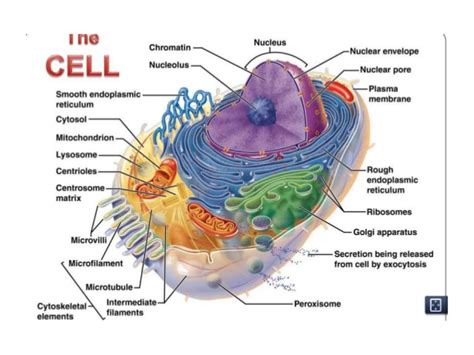 Identify key organelles present only in animal cells, including centrosomes and lysosomes. Lab 2