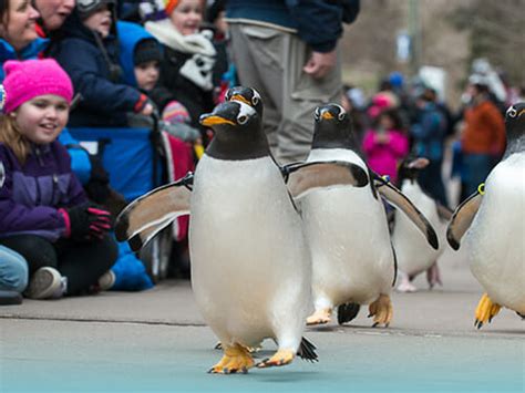 Penguins On Parade At The Pittsburgh Zoo And Ppg Aquarium Returns For