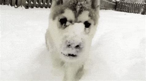 10 Puppies Discovering Snow Is The Cutest Thing Youll See All Day