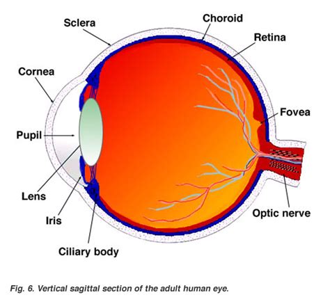 Gross Anatomy Of The Eye