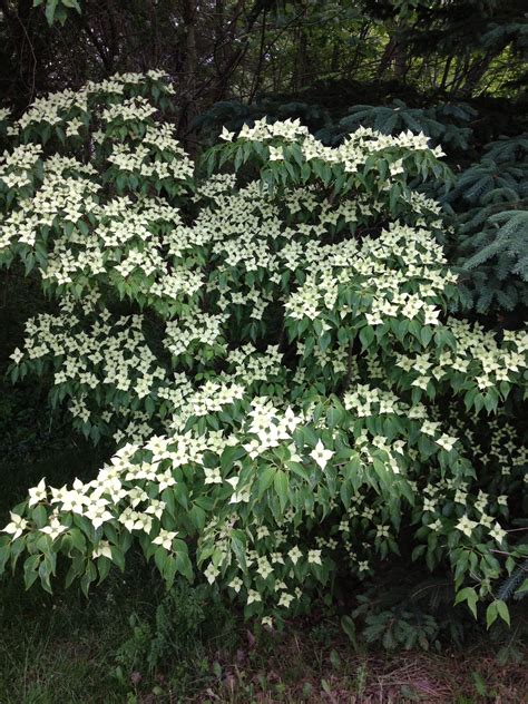 We often recognize dogwoods by their showy flowers, but what we call flowers are actually bracts, or connected, modified leaves that resemble petals. Flowering Dogwood Tree | Dogwood trees, Dogwood, Plants