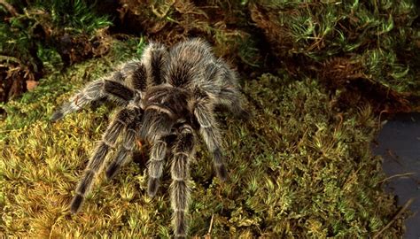 Check spelling or type a new query. Florida Tarantulas and Other Spiders | Sciencing