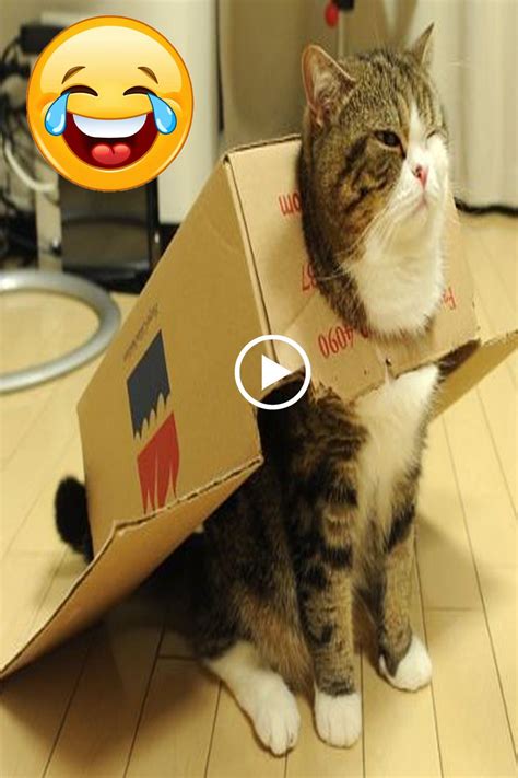 cutest cat doing funny things 2019 cats doing funny things best cat s cats