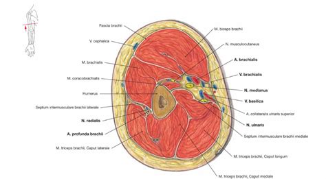 Imagine drawing a cross in the abdominopelvic region with the lines intersecting at the umbilicus. human anatomy - Cross section through the right arm question - Biology Stack Exchange