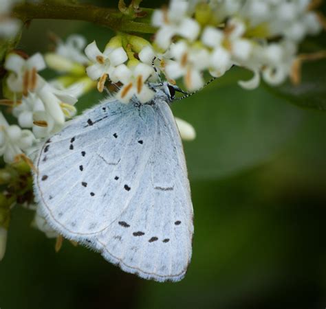 Holly Blue Holly Blue Celastrina Argiolus Butterfly Sipp Flickr