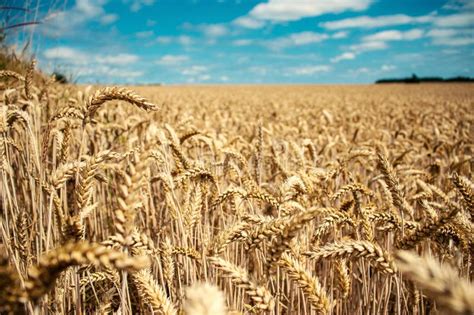 Summer Wheat Field Under A Blue Cloudy Sky Stock Image Image Of