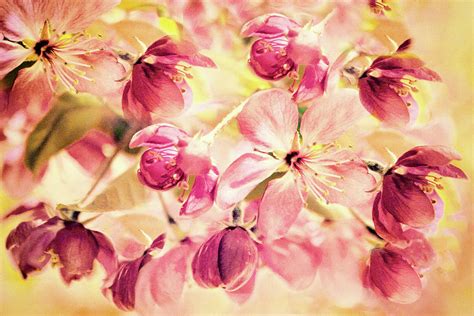 Watercolor Apple Blossoms Photograph By Jessica Jenney Fine Art America