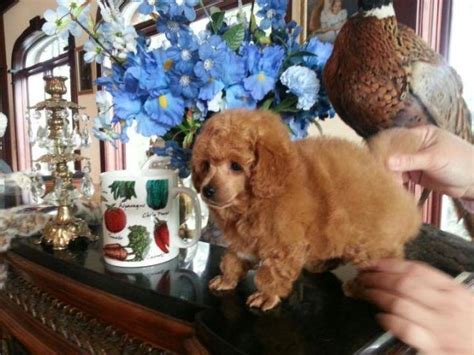 AKC Tiny Red Toy Poodle Puppy Male for Sale in North Bend, Oregon Classified | AmericanListed.com
