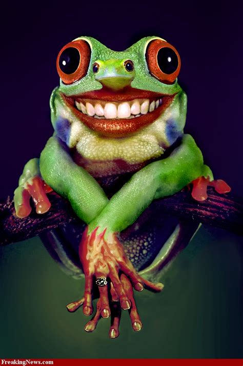Pin By Catherine Julian On Friendship Funny Frog Pictures Frog