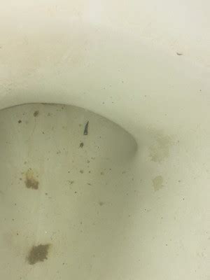 The tiny black bugs that jump and bite humans are called mites. Slithering Black Worms in Toilet Probably Drain Fly Larvae ...