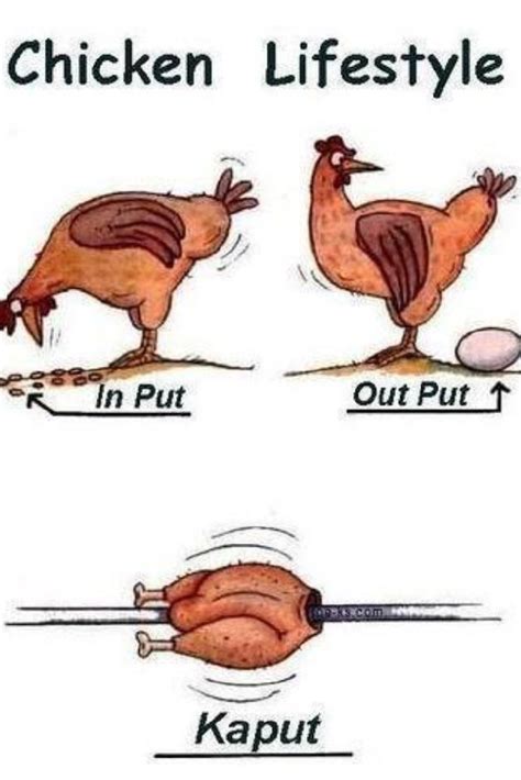 Pin By Brianna Graffia On Lol Funny Chicken Pictures Chicken Humor Chicken Jokes