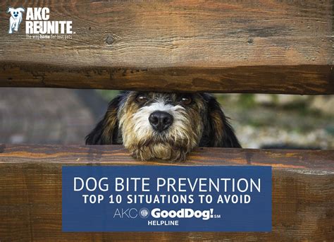 Dog Bite Prevention Akc Reunite