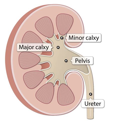 Kidney Gross Anatomy Lesson Human Bio Media