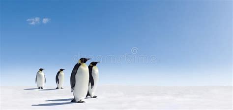 Penguins On Snowy Landscape Stock Image Image Of Wintry Group 7033563