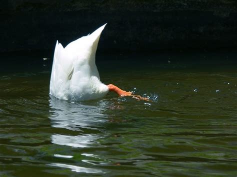 White Duck Diving Free Stock Photo Public Domain Pictures