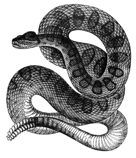Rattle Snake Nice Clip Art Illustration Resource Snake Drawing