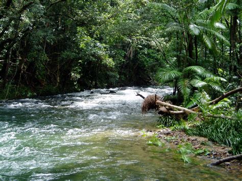Daintree Forest Images And Information