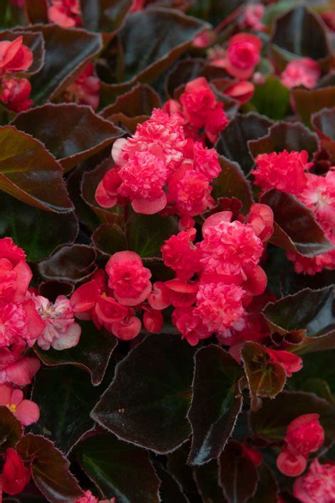 Wax Begonias A Care And Growing Guide Garden Design