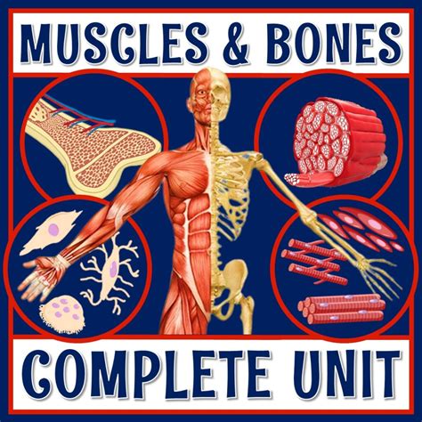 Muscles And Bones Musculoskeletal System Unit Flying Colors Science