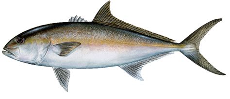 Amberjack Greater Gulf Of Mexico Fishery Management Council
