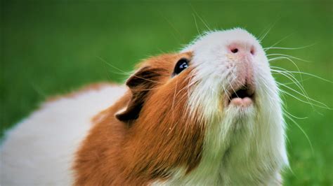 Caring For Your Pet Guinea Pig Pender Veterinary Centre