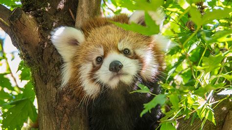 Oregon Zoos Red Panda Cub Officially Named Pabu Courtesy The Oregon Zoo