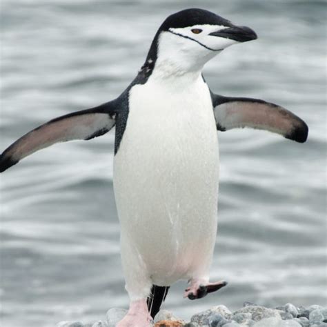 Chinstrap Penguin Wild Republic