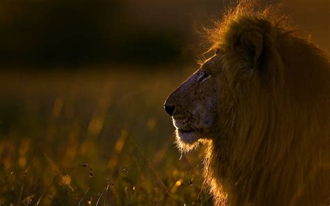 Lion At Sunrise Maasai Mara Kenya Hd Wallpapers