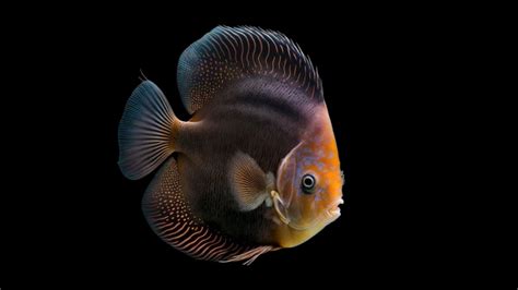 Black Discus Fish Uncover The Secrets Of This Dark Beauty Aquarium