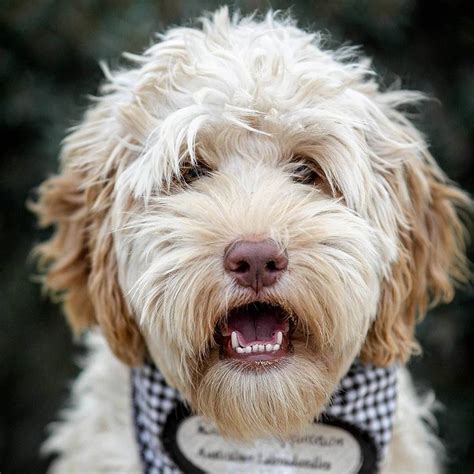 Goldendoodle Haircuts Huge Collection Of Pictures For Inspo 2023