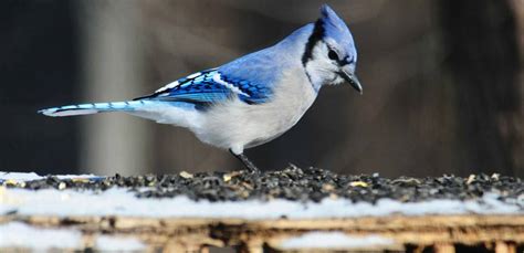 Not always conspicuous, they slip. Blue Jay - Indiana Audubon Society