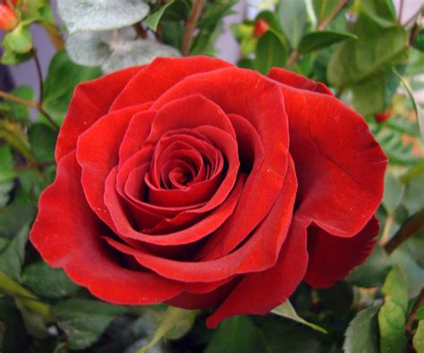 Pin On Rose Red