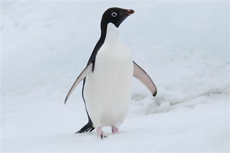 adelie penguin f