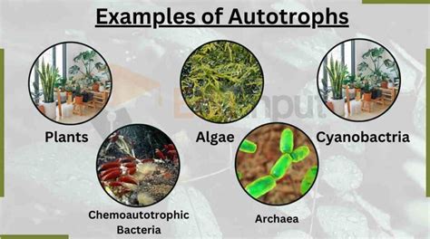 Autotrophs Origin Type And Examples