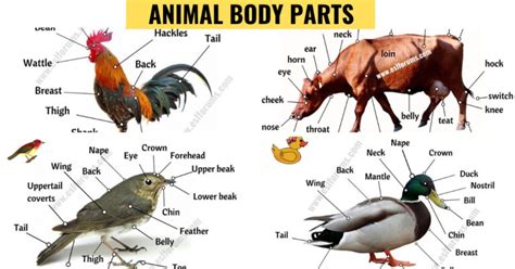 Animal Anatomy A Big Lesson Of Animal Body Parts With Esl Pictures