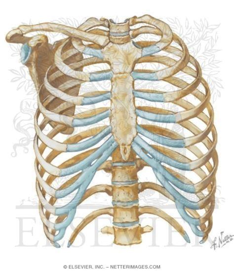 The chest wall is a complex system that provides rigid protection to the vital organs such as the heart, lungs, and liver; Anterior Chest Wall