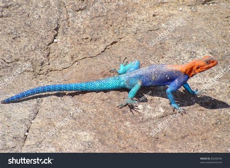 Reptile Called The Red Headed Agama Lizard Agama Agama A Blue Red