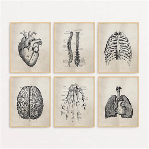 Human Anatomy Science Vintage Posters Art Prints Medical Canvas
