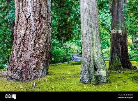 Large Trees Portland Japanese Gardens Portland Oregon Usa Stock