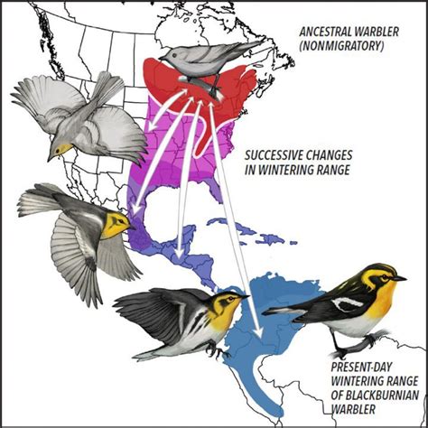 The Evolution Of Bird Migration All About Birds All About Birds