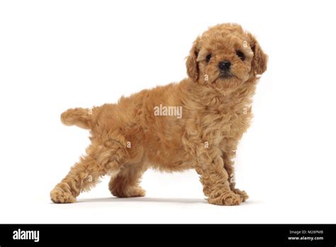 Apricot Toy Poodle Puppy Side View Stock Photo Alamy