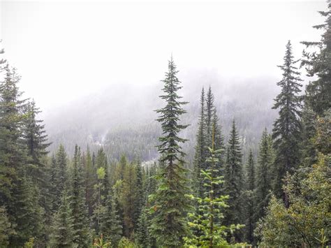 Alpine Forest In Field British Columbia 4160 3120 Oc Alpine Forest