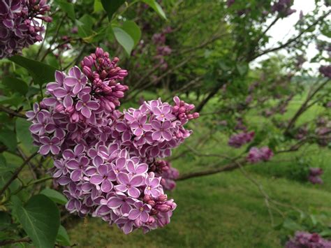French Lilacsso Sweet French Lilac Lilacs Gardening Sweet
